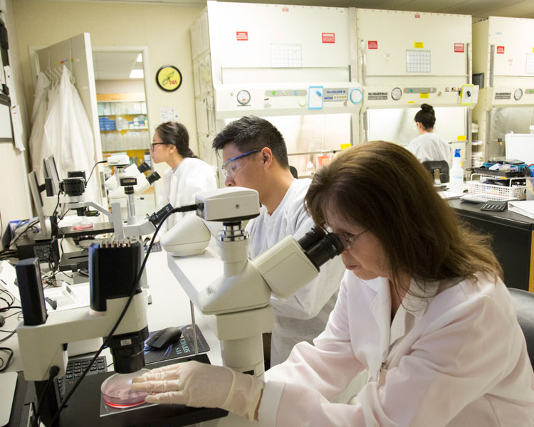 $3 million grant renewal drives stem-cell research in PCC's Keck Biotechnology Program
